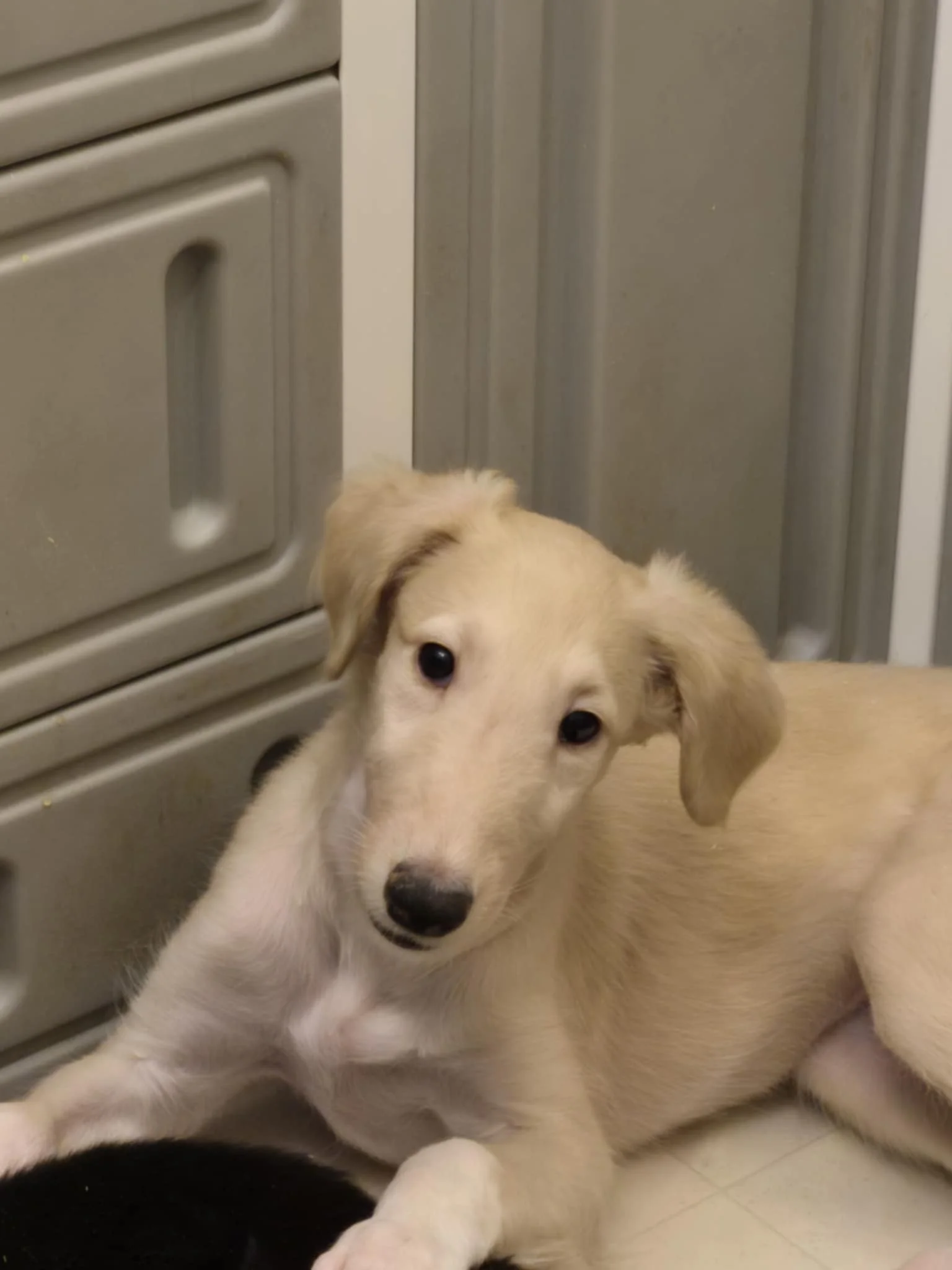 Ana chez son éleveur