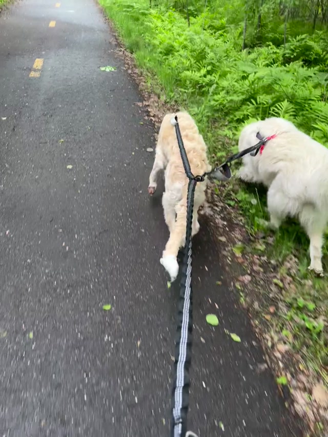 Ana prend une marche avec Happy